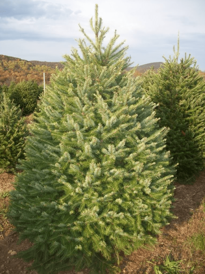 JTTP Products Christmas Tree | Douglass Fir available in Joshua Tree at JT Trading Post