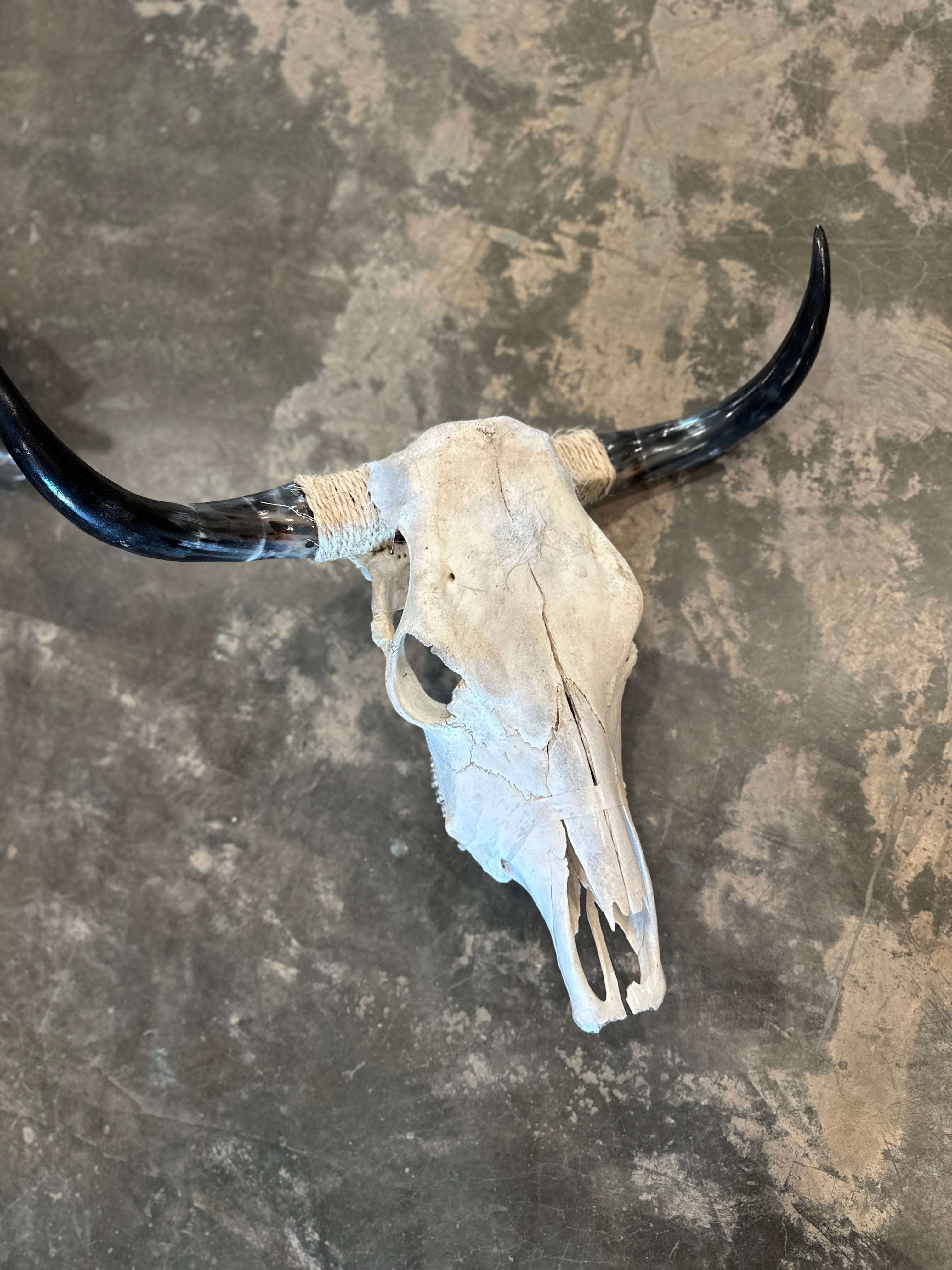 Rick Marino Travels Cow Skulls available in Joshua Tree at JT Trading Post
