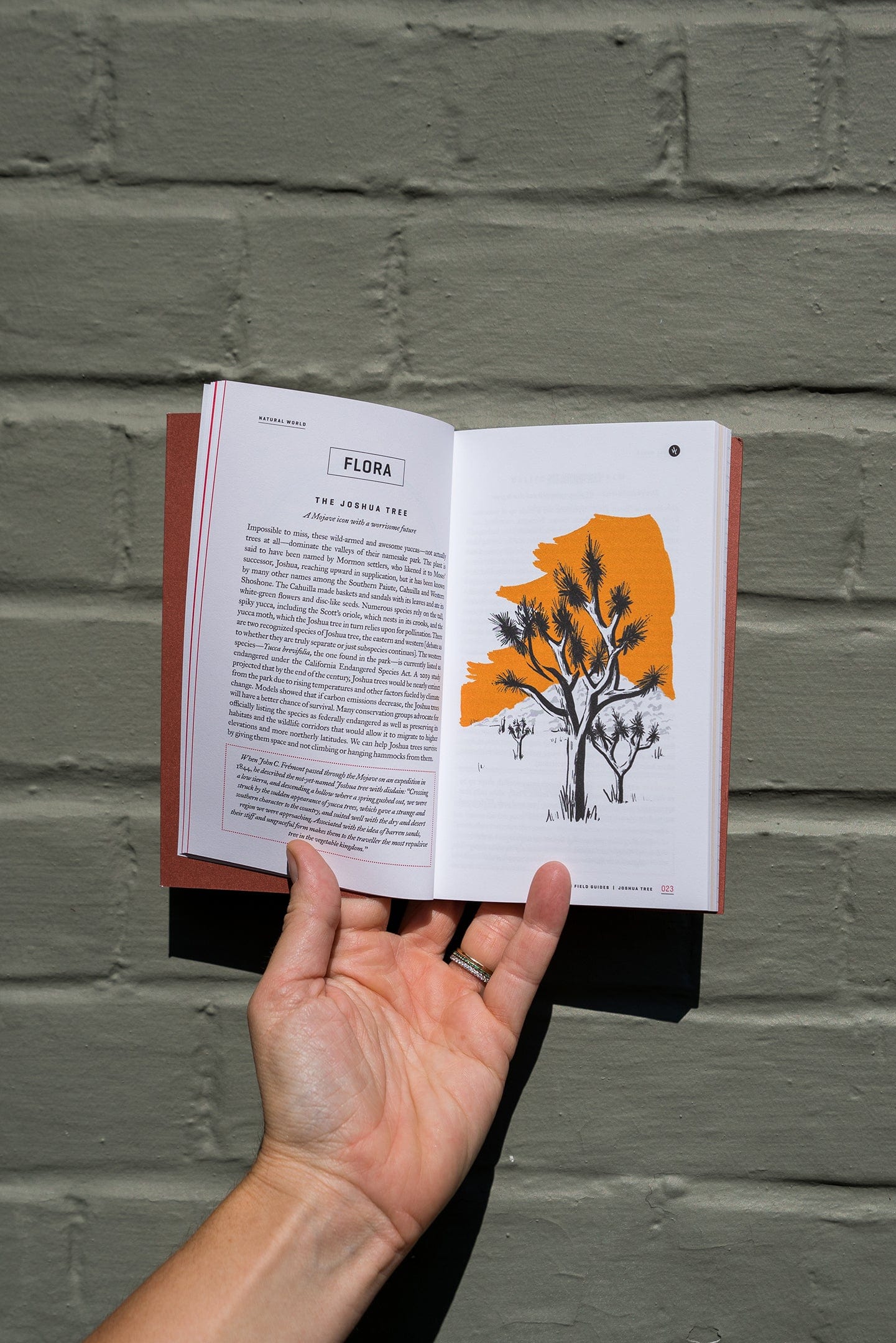 Roaming Travelers Wildsam Field Guide: Joshua Tree National Park