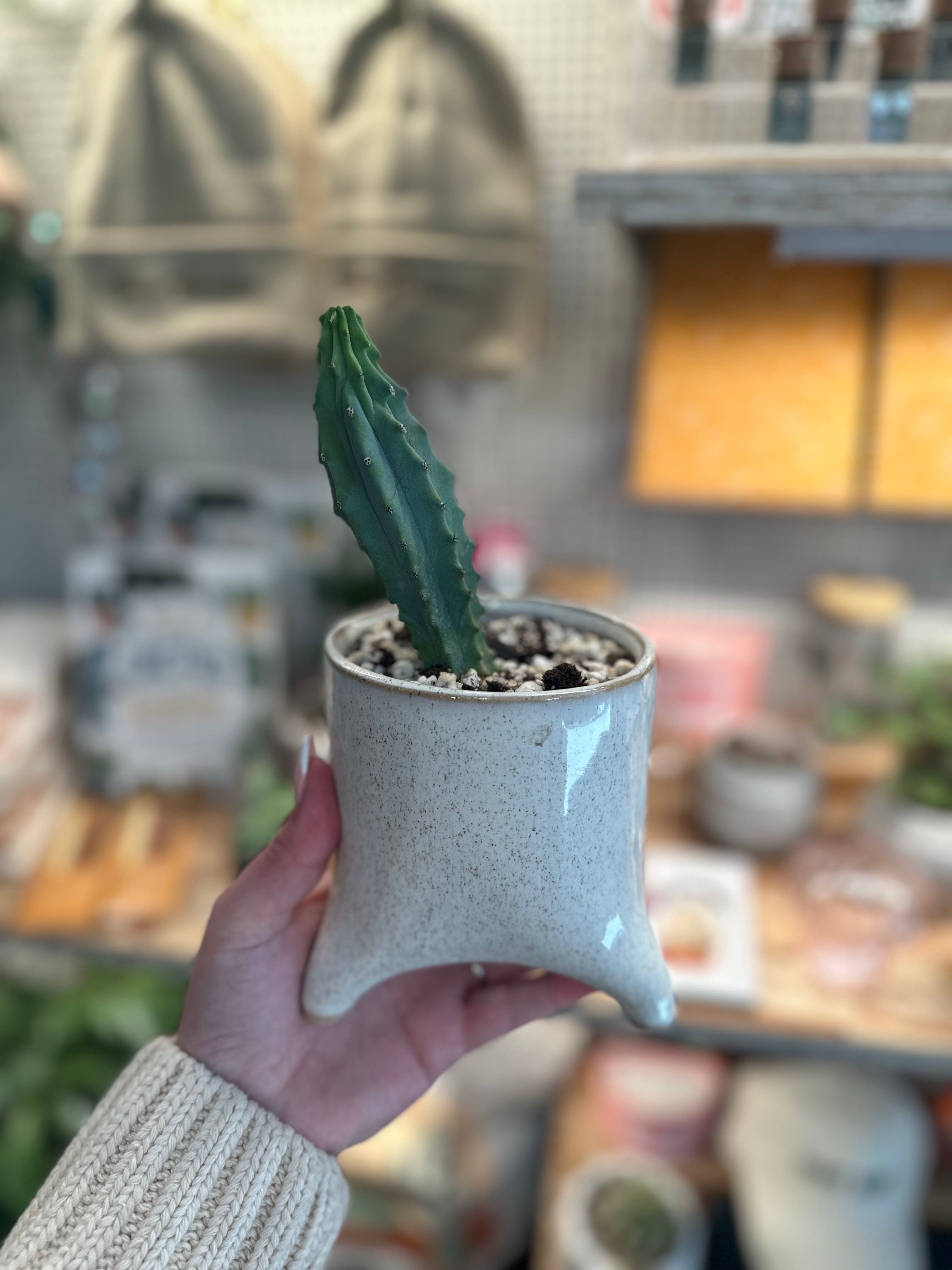 The Plant Social Potted Succulents available in Joshua Tree at JT Trading Post