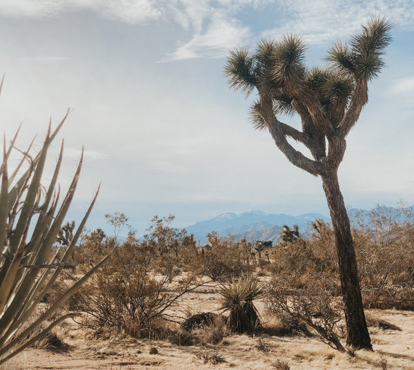 A WEEKEND IN JOSHUA TREE: LOCAL FAVORITES & DESERT FINDS