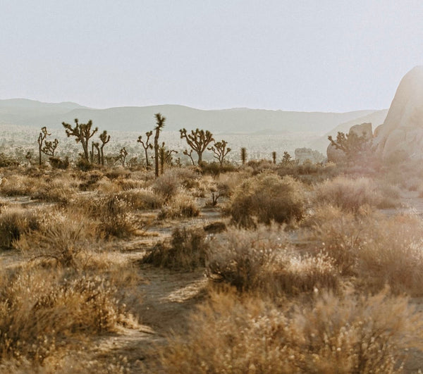 What's Happening in the High Desert This October