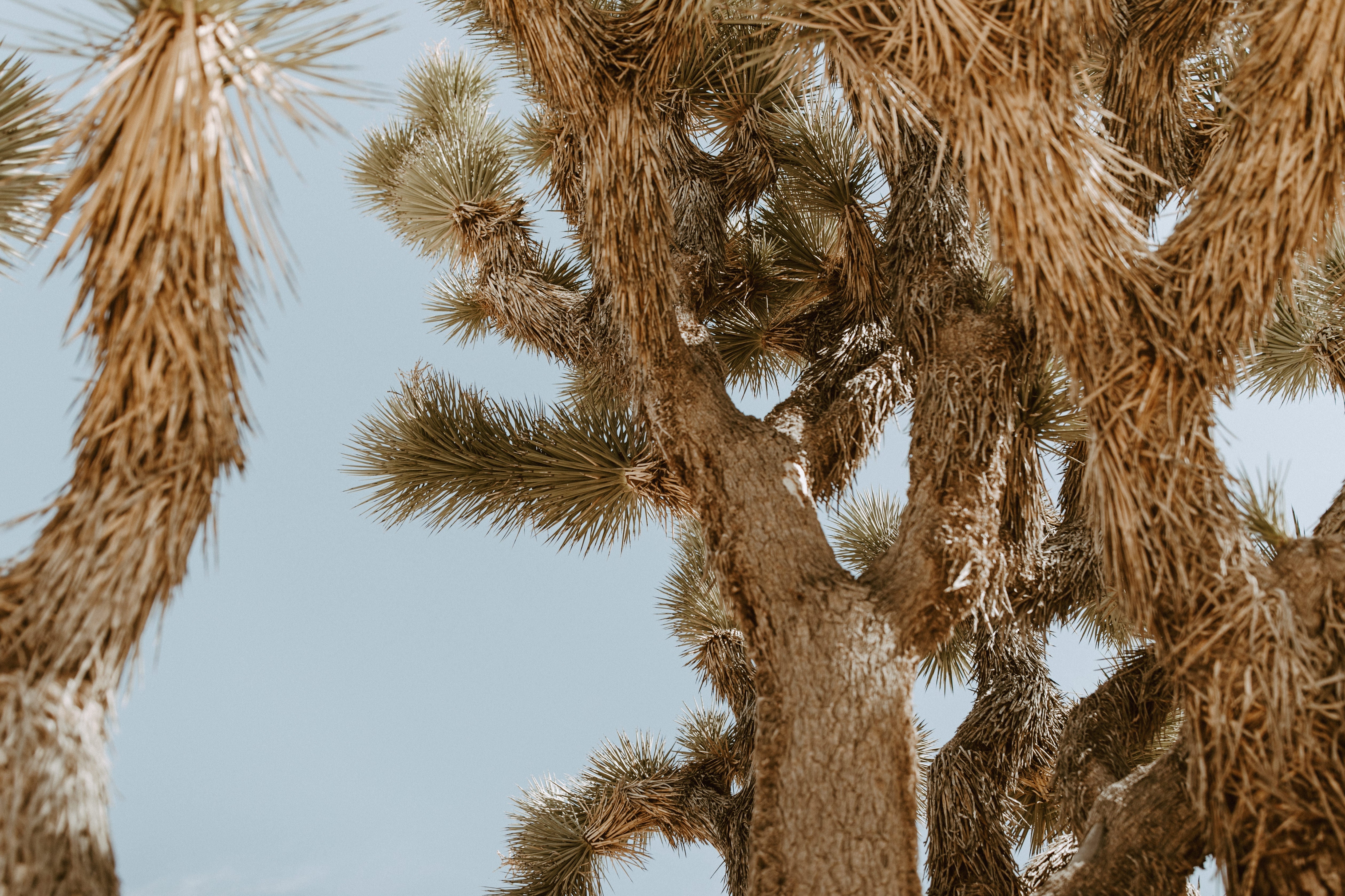 ORVILLE PECK BRINGS HIS SOUND TO PIONEERTOWN