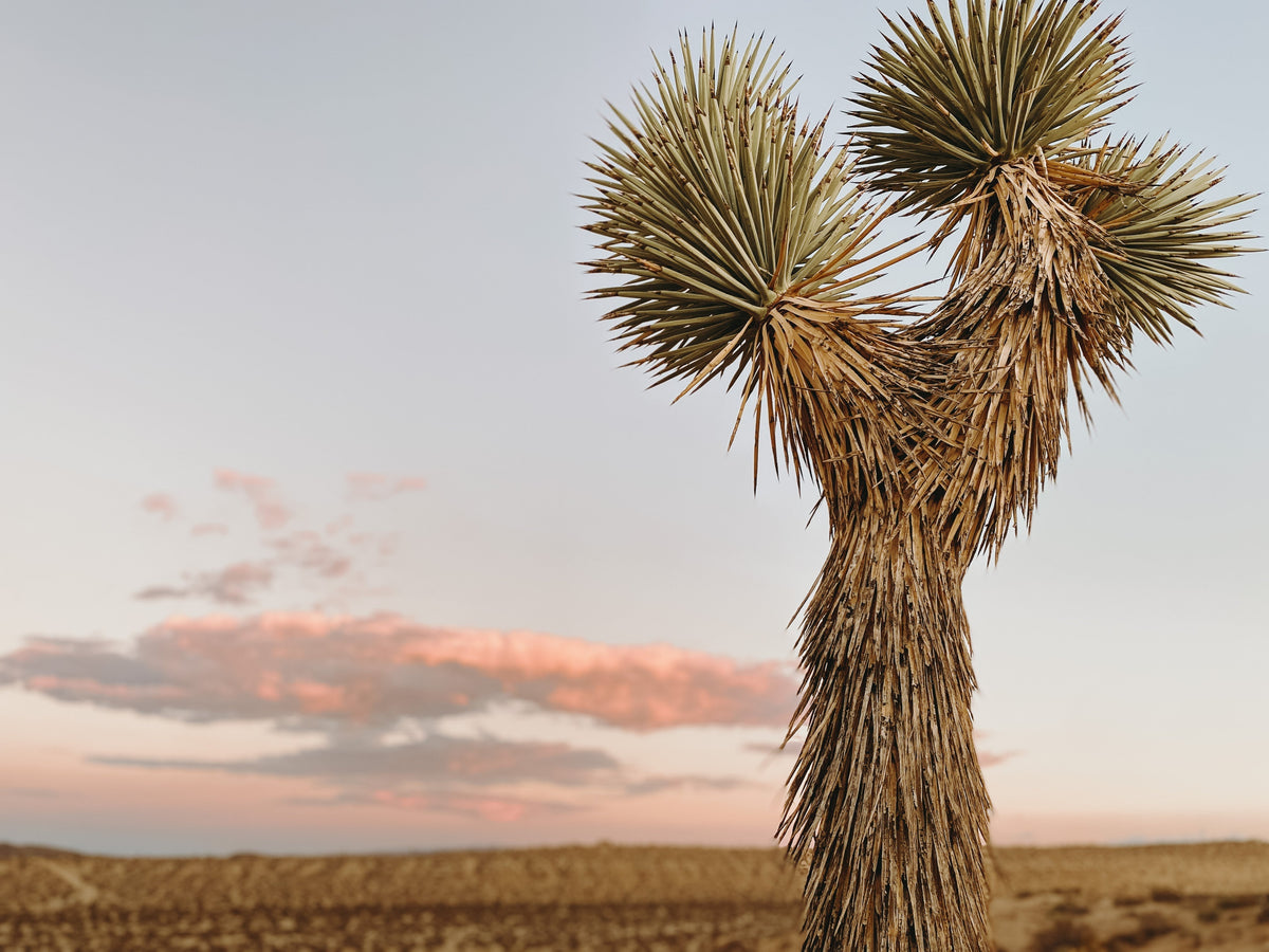 CAPTURE JOSHUA TREE: PHOTOGRAPHY WALKS IN THE NATIONAL PARK