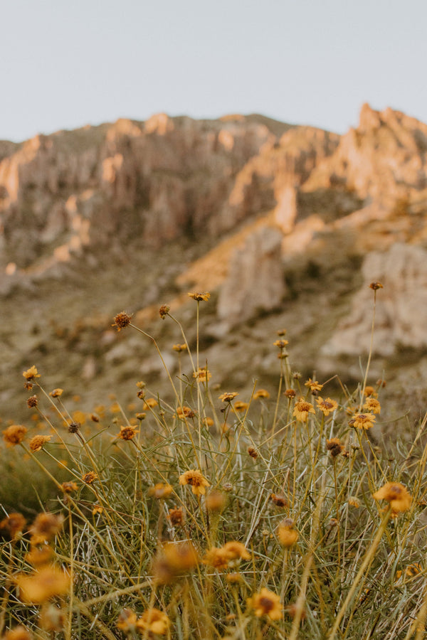Two Species, One Fate: The Joshua Tree and the Yucca Moth