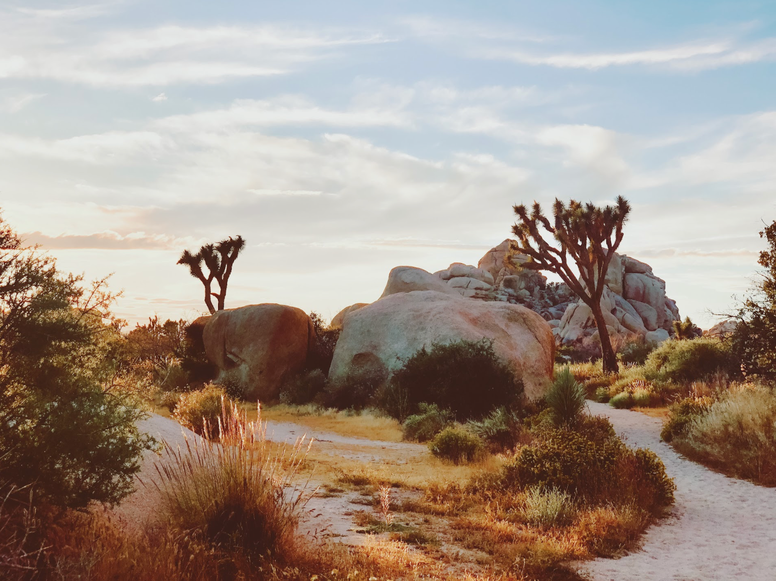 10 Things You Didn't Know About Joshua Tree