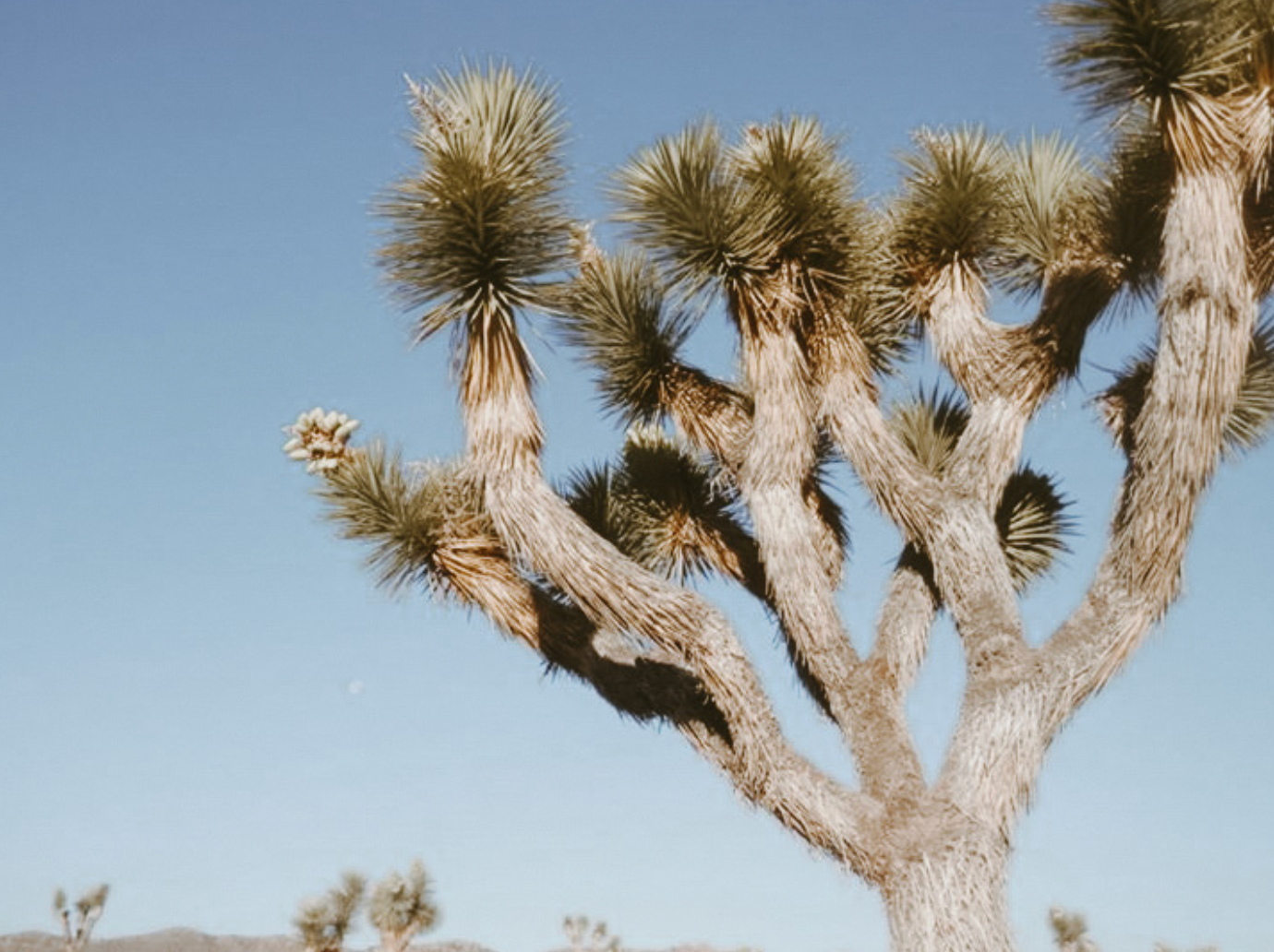 The Hidden Oases of the Mojave Desert — And How to Find Them