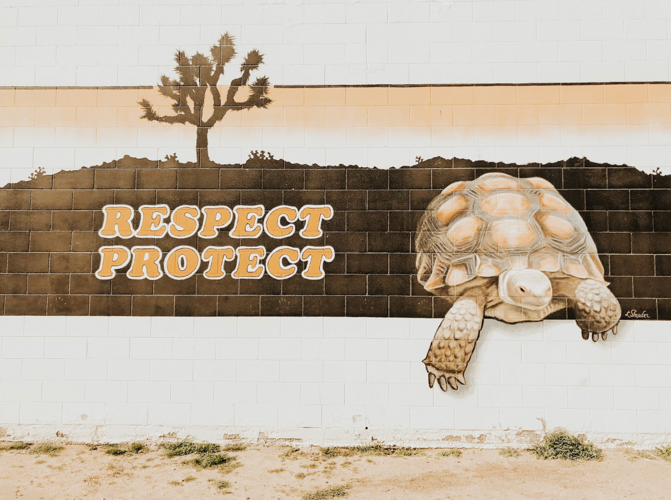 The Wildlife of Joshua Tree — What Lives Here and How to Find It
