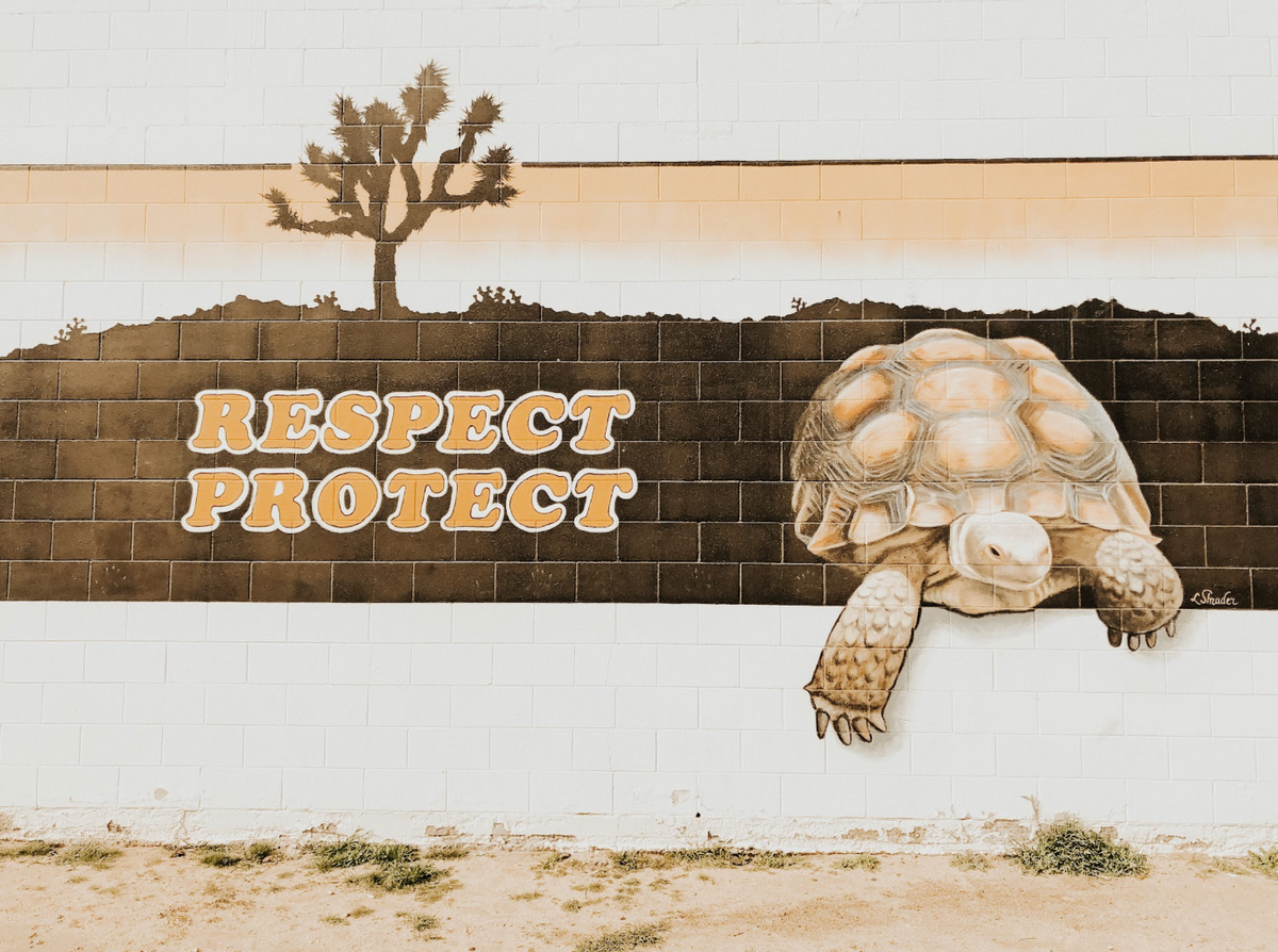 The Wildlife of Joshua Tree — What Lives Here and How to Find It