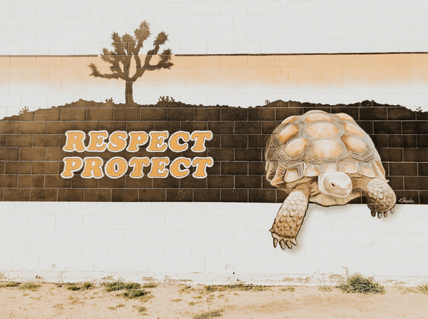 The Wildlife of Joshua Tree — What Lives Here and How to Find It