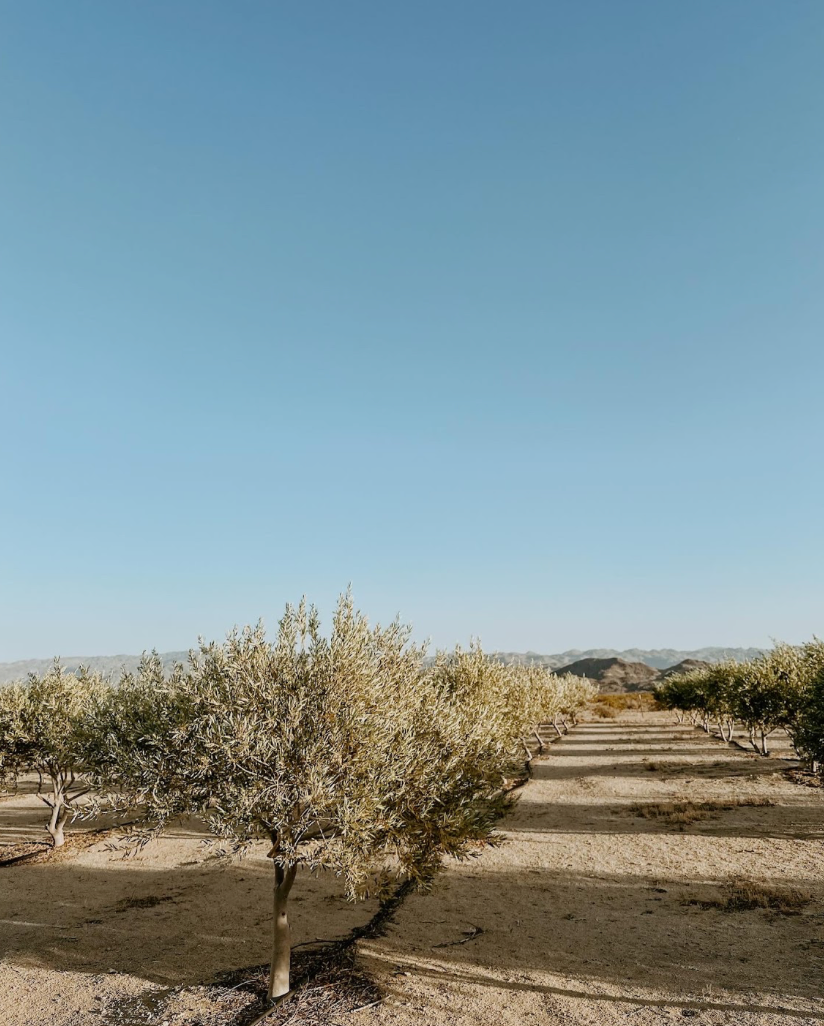 Meet the Makers: Desert Pantry & Provisions