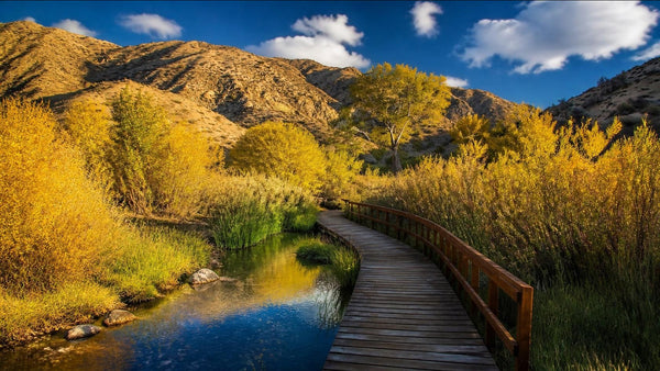 A wooden boardwalk with a railing curves beside a clear desert creek through golden willows and cottonwoods, with sunlit desert hills and a blue sky with white clouds behind.