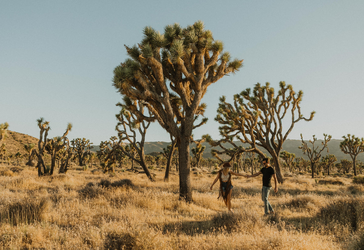 Joshua Tree National Park desert landscape showing the convergence of Mojave and Colorado Desert ecosystems