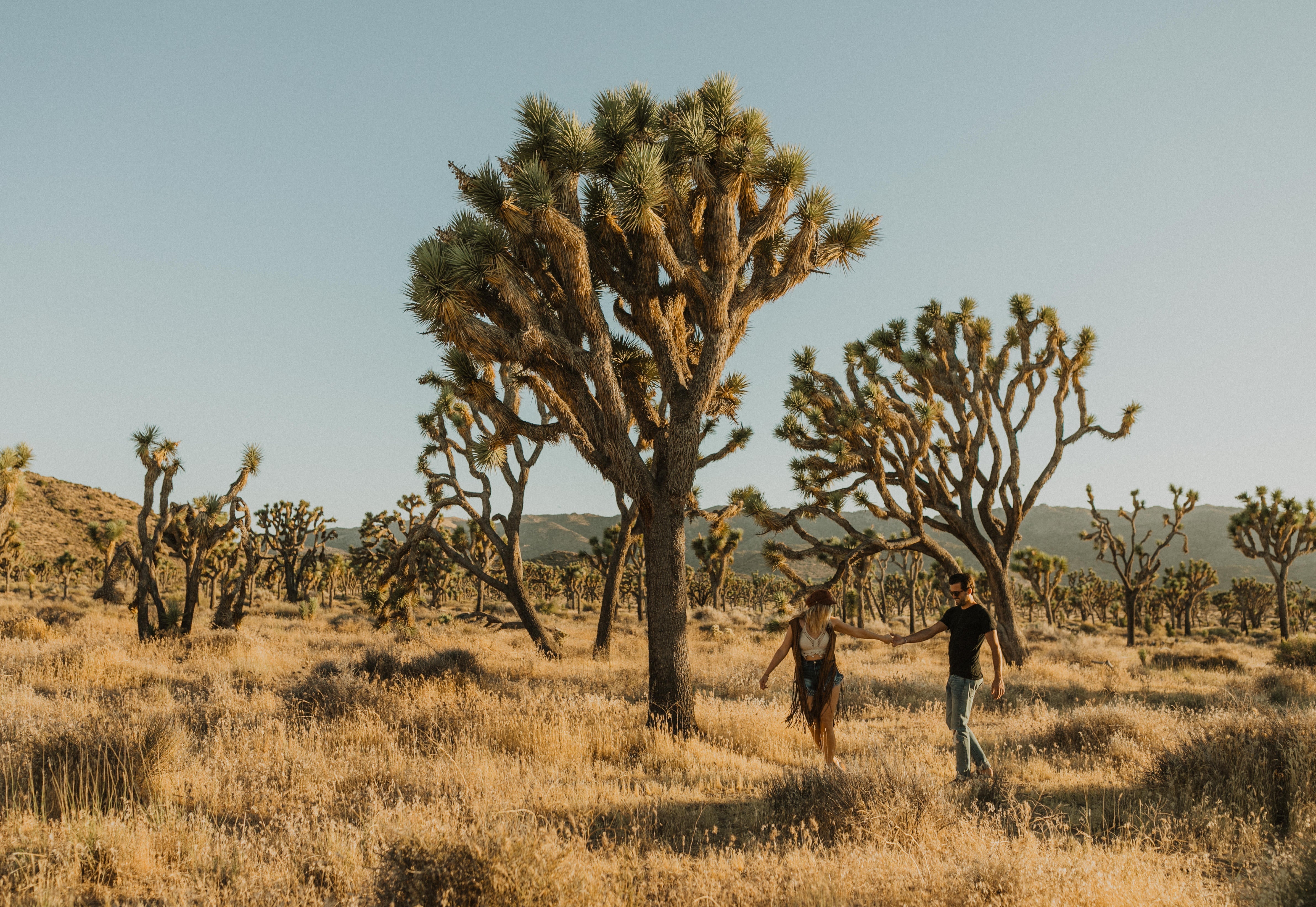 Joshua Tree National Park desert landscape showing the convergence of Mojave and Colorado Desert ecosystems