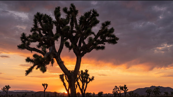A huge, heavily branched Joshua tree silhouetted against an orange desert sunset under dark clouds