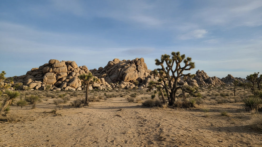 Things to Do in Joshua Tree This Week: Oct. 5–11, 2026