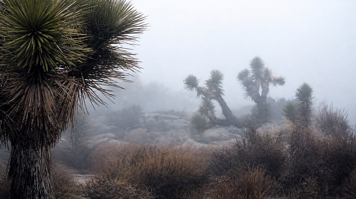 Foggy desert morning near Keys View in Joshua Tree National Park, with Joshua trees and scrub in the foreground and mist filling the valleys