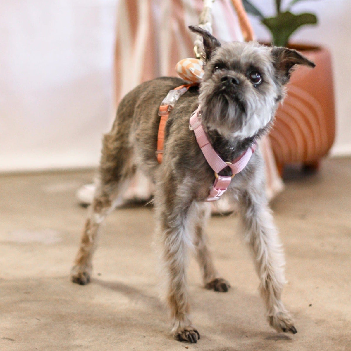 Joshua Tree No Kill Animal Shelter