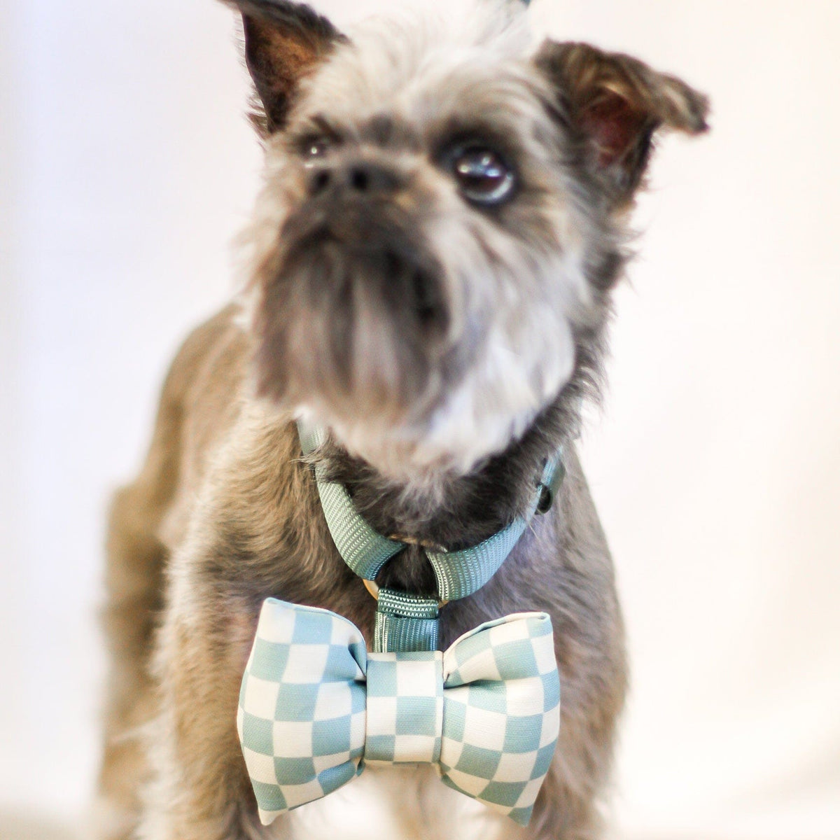 Bop Pop Pets Dog Harness in Green Sky Blue Straps | Hunter Sky available in Joshua Tree at JT Trading Post