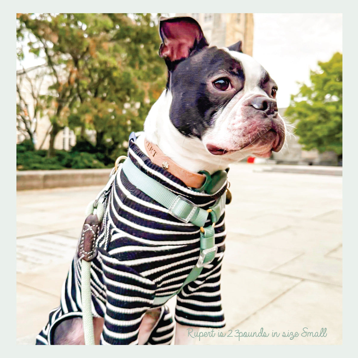 Bop Pop Pets Dog Harness in Green Sky Blue Straps | Hunter Sky available in Joshua Tree at JT Trading Post