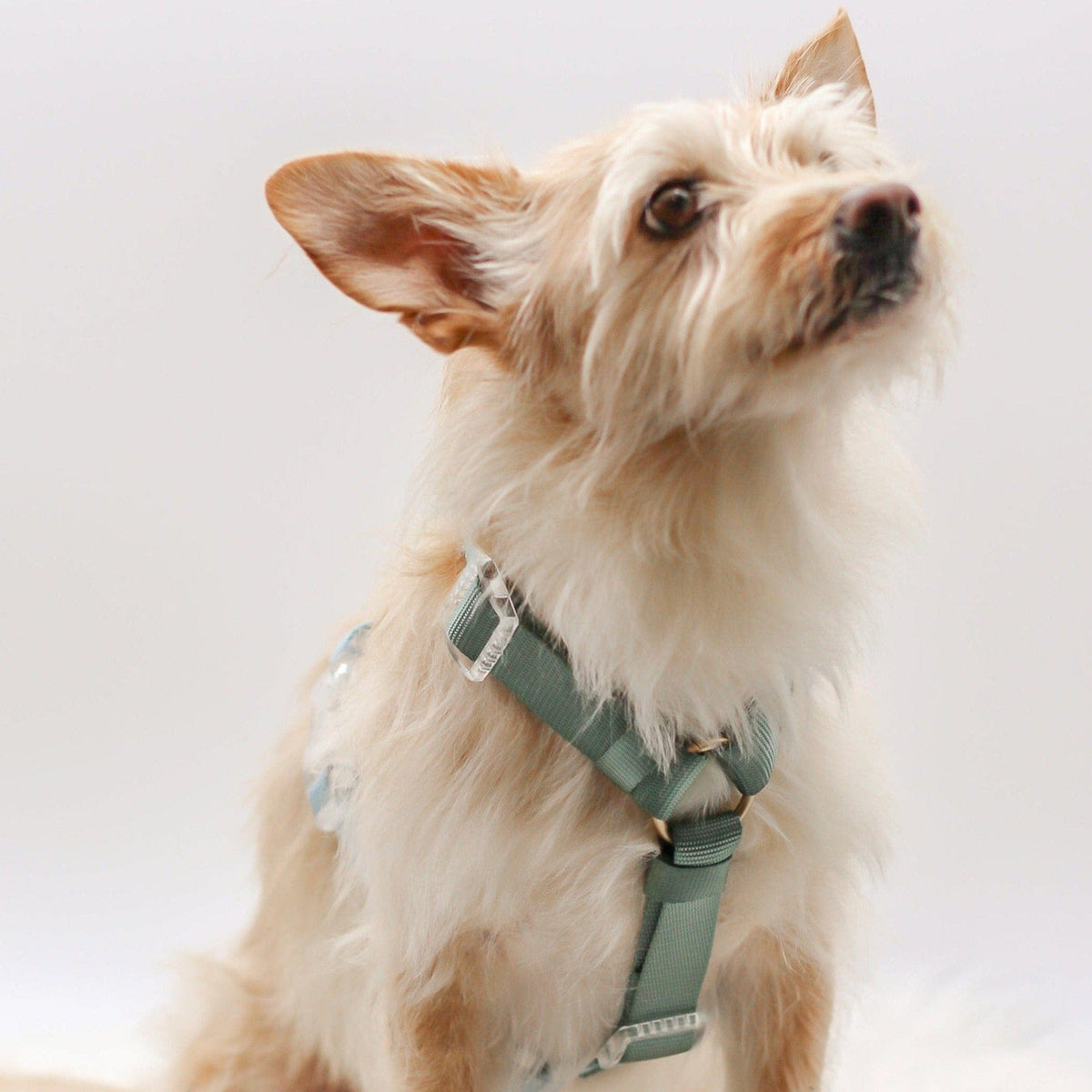 Bop Pop Pets Dog Harness in Green Sky Blue Straps | Hunter Sky available in Joshua Tree at JT Trading Post