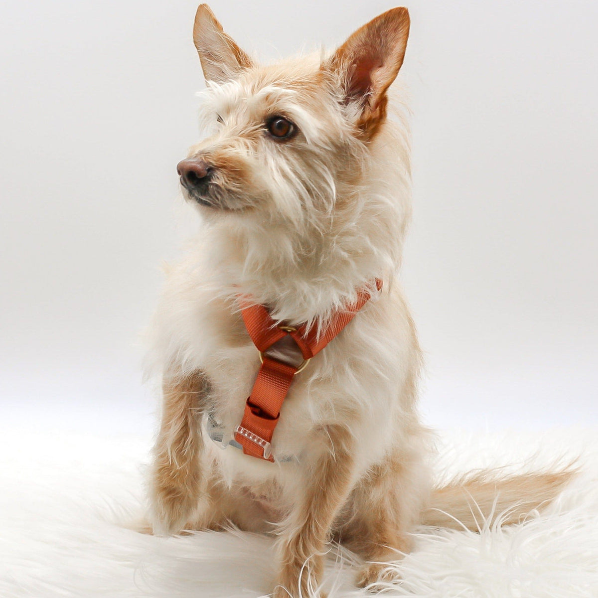 Bop Pop Pets Dog Harness in Orange Blue Straps | Desert Dawn available in Joshua Tree at JT Trading Post