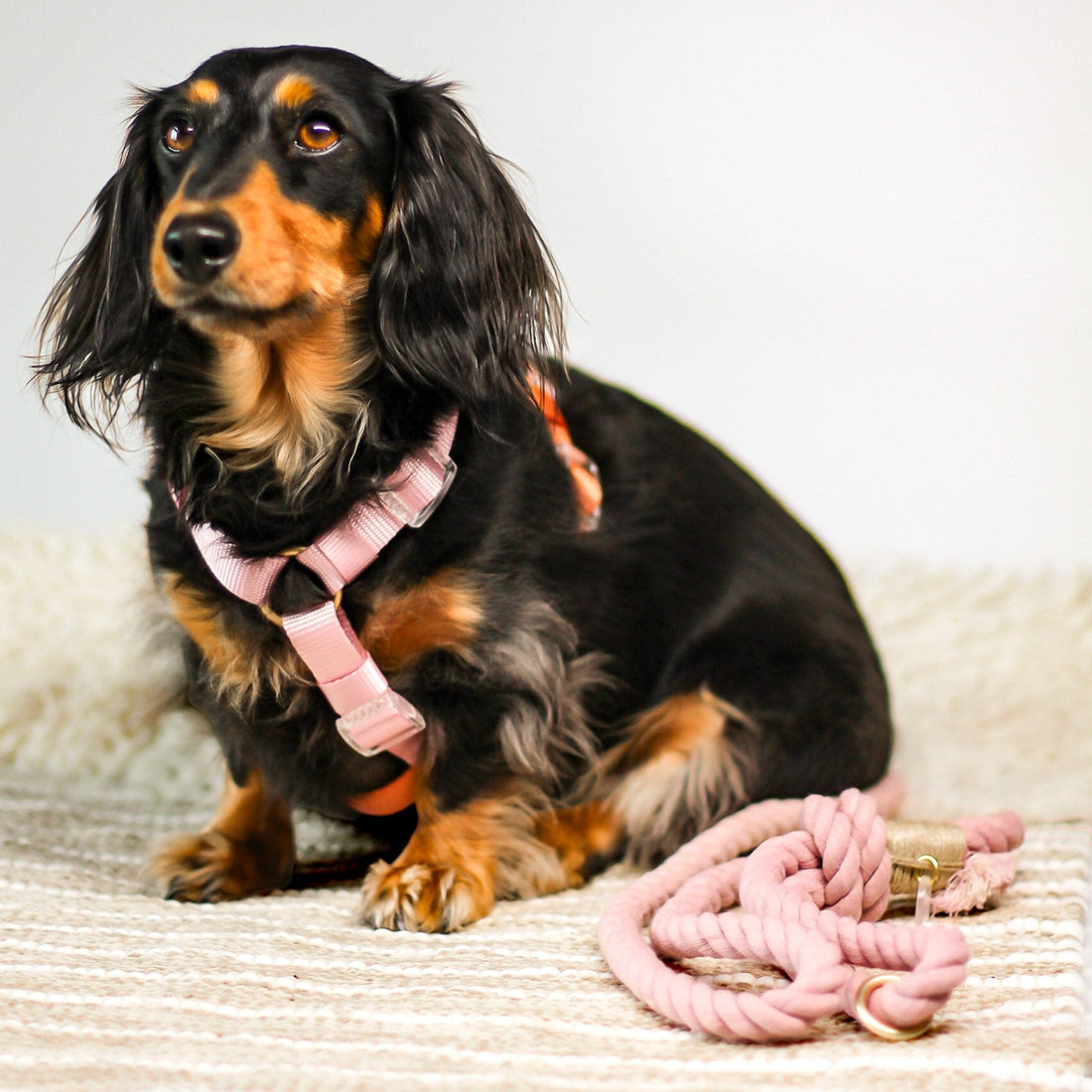 Bop Pop Pets Dog Harness in Pink Orange Straps | Cloudberry available in Joshua Tree at JT Trading Post