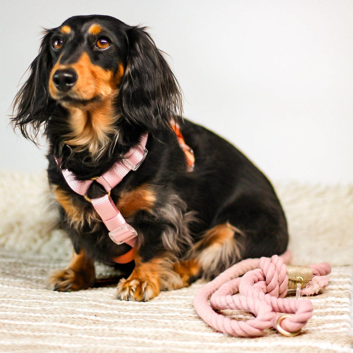 Bop Pop Pets Dog Harness in Pink Orange Straps | Cloudberry available in Joshua Tree at JT Trading Post