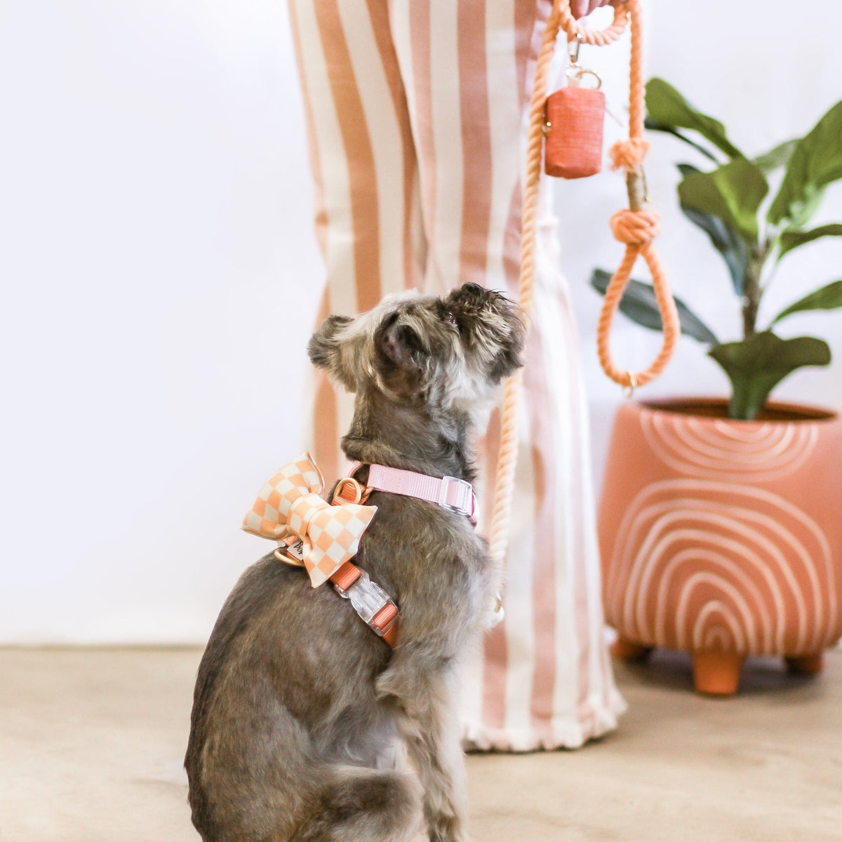 Bop Pop Pets Dog Harness in Pink Orange Straps | Cloudberry available in Joshua Tree at JT Trading Post
