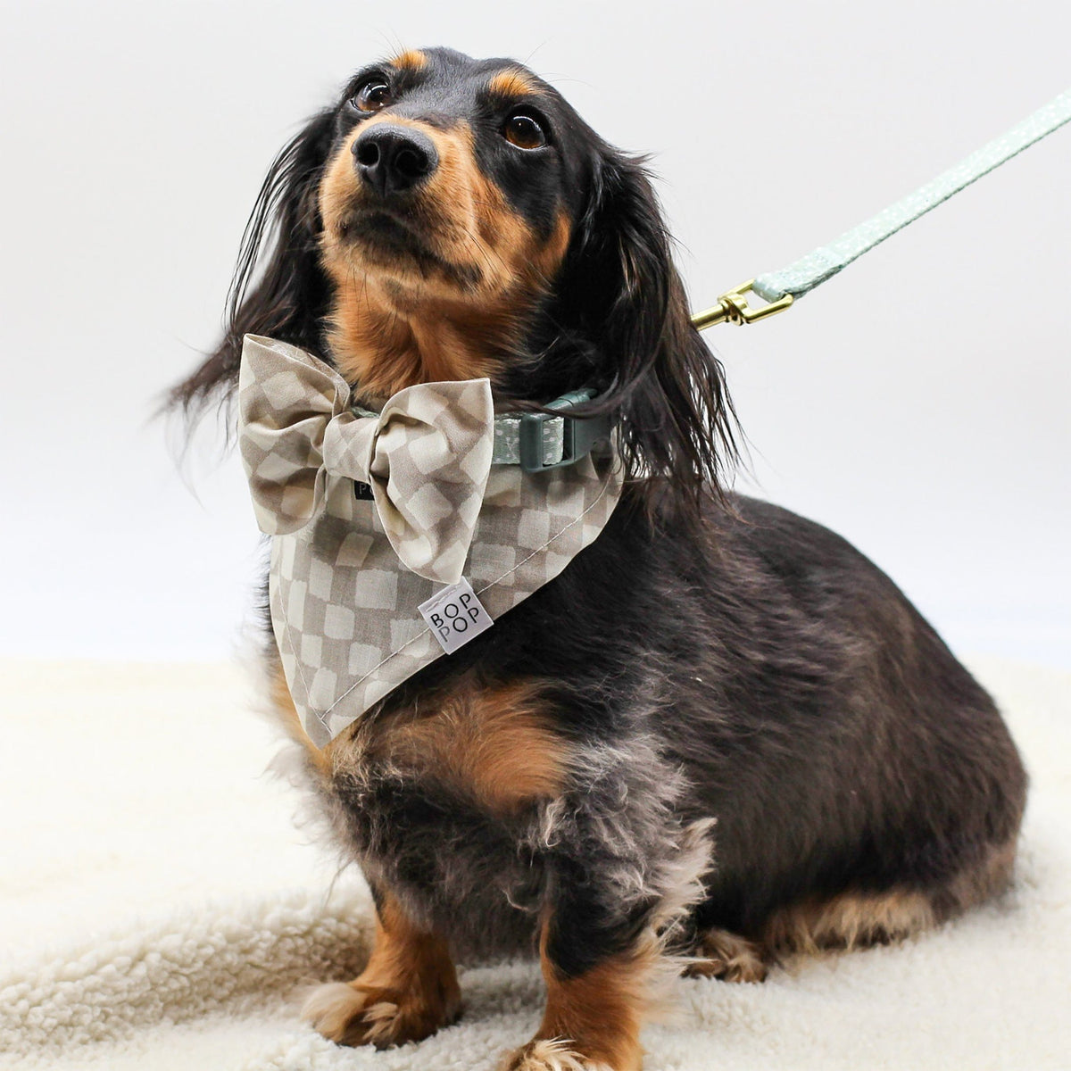 Bop Pop Pets Juniper Dog Collar available in Joshua Tree at JT Trading Post