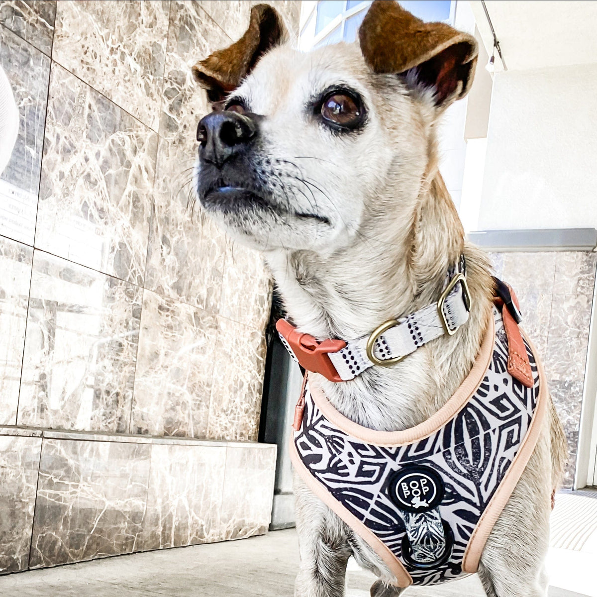 Bop Pop Pets London Dog Collar available in Joshua Tree at JT Trading Post