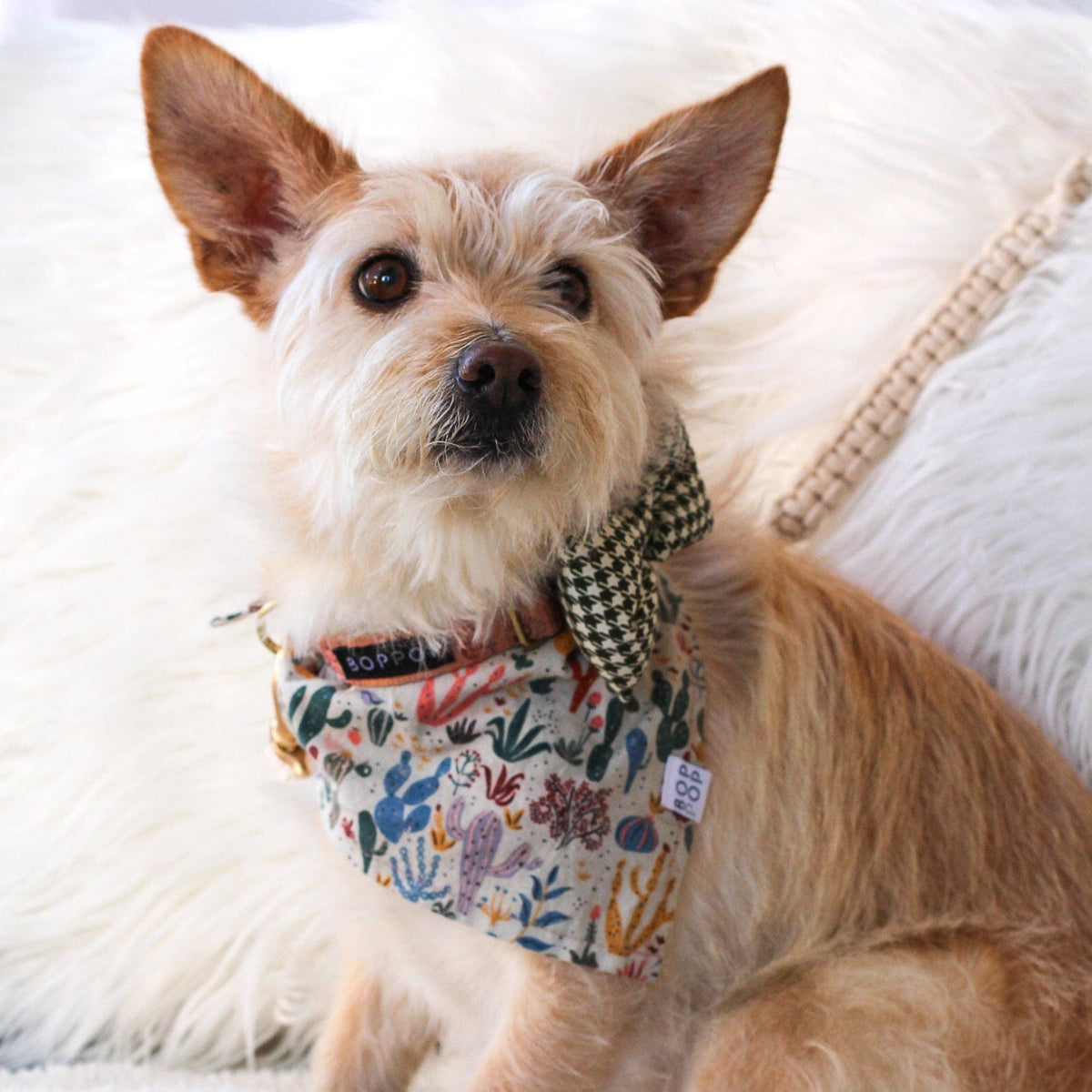 Bop Pop Pets Moonstar Dog Collar available in Joshua Tree at JT Trading Post