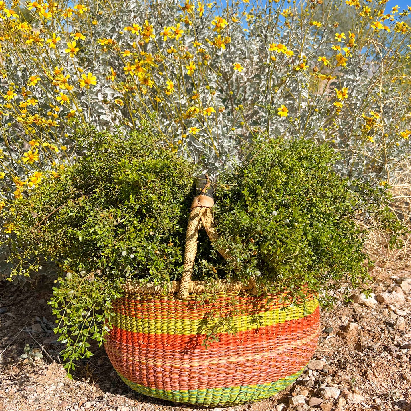JTTP Products Creosote Bush (Chaparral) Shower Hanging Bundle available in Joshua Tree at JT Trading Post