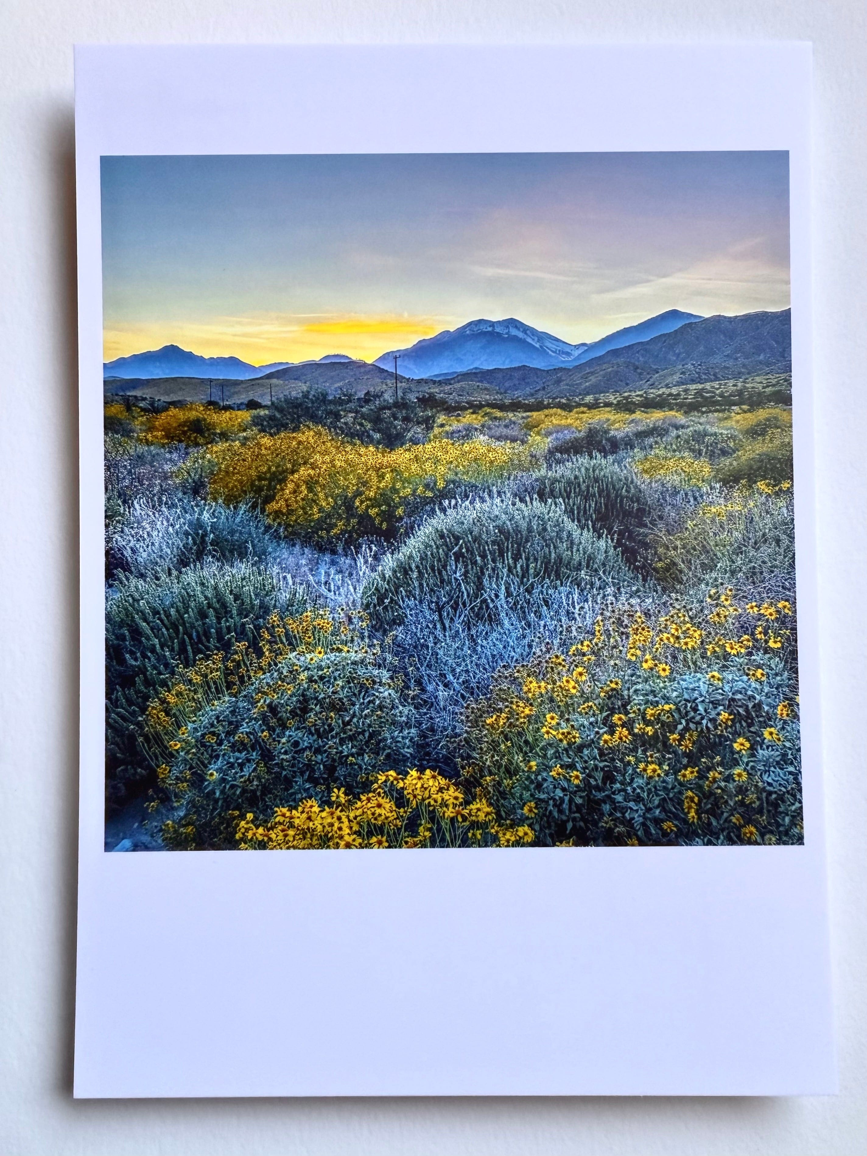kreaturetown Postcard Photo:  Super Bloom, Highway 62 available in Joshua Tree at JT Trading Post