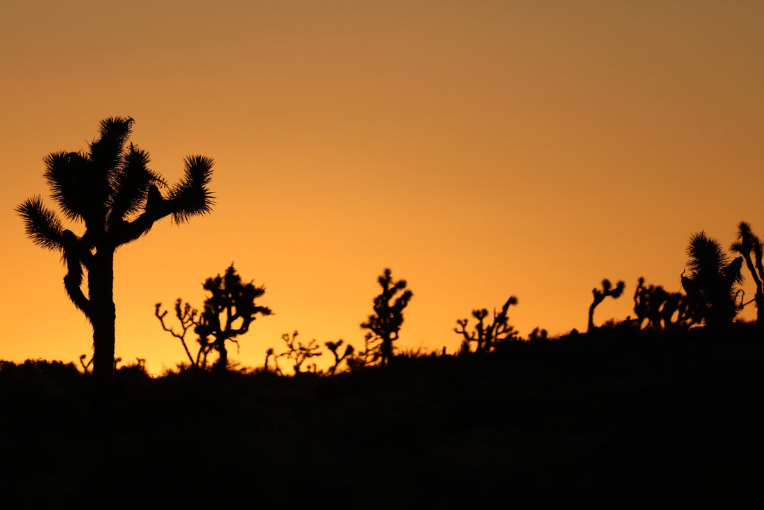 MK Nature Photography Bless Horizon Wood Pannel available in Joshua Tree at JT Trading Post