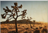 MK Nature Photography Desert Awakening Wood Pannel available in Joshua Tree at JT Trading Post