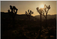 MK Nature Photography Desert Calm Wood Pannel available in Joshua Tree at JT Trading Post