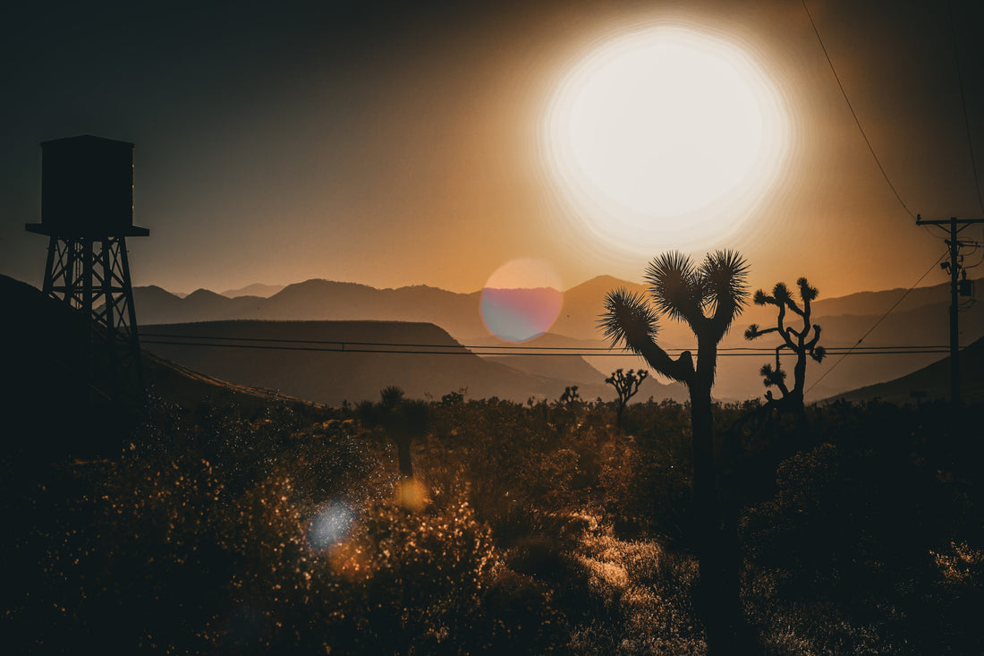 MK Nature Photography Golden Burst Wood Pannel available in Joshua Tree at JT Trading Post