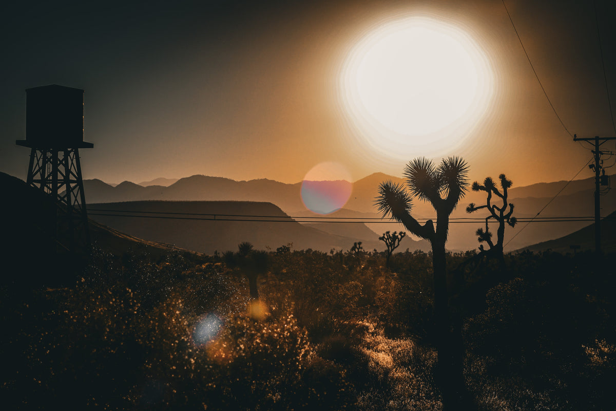 MK Nature Photography Golden Burst Wood Pannel available in Joshua Tree at JT Trading Post