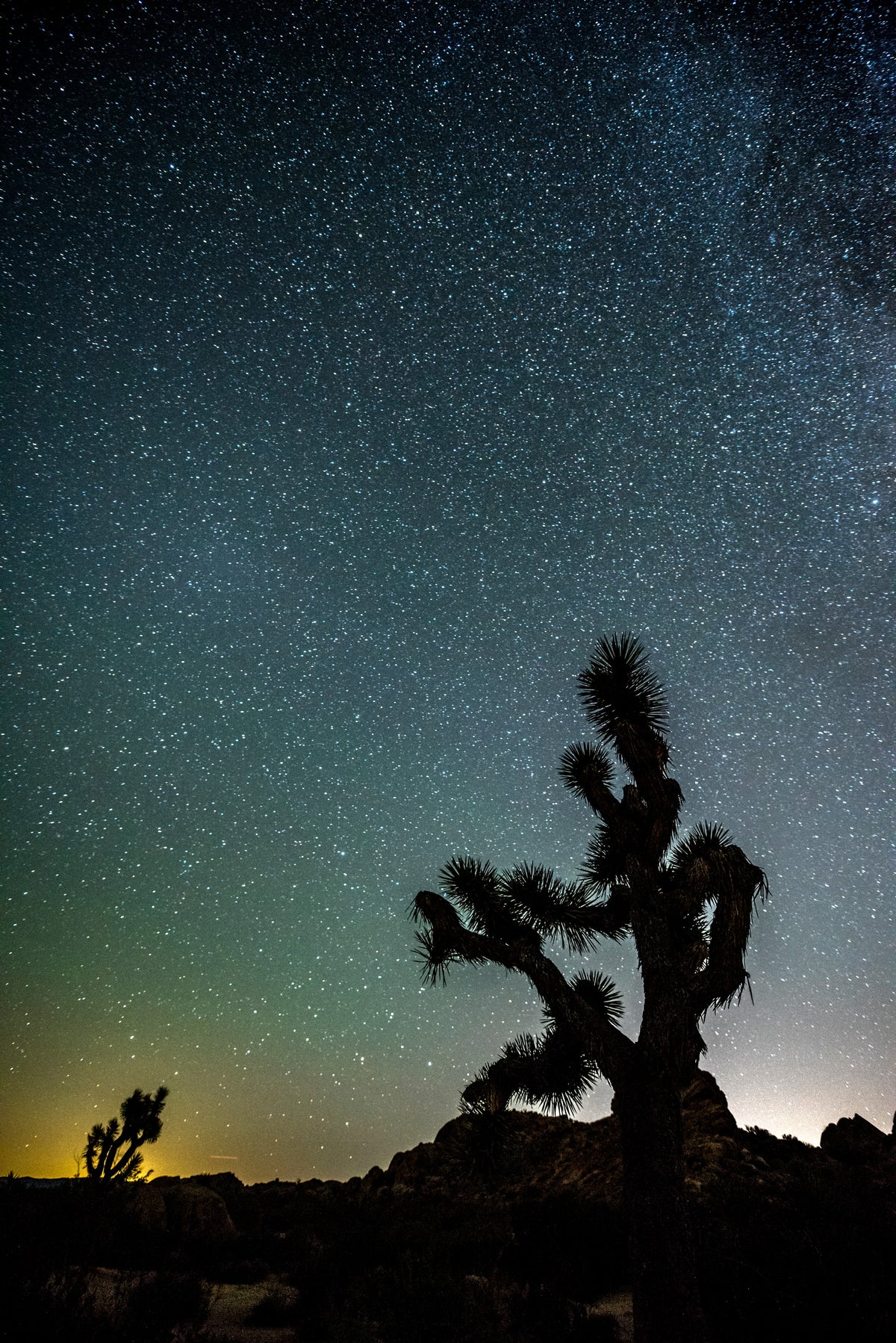MK Nature Photography Night Watch Wood Pannel available in Joshua Tree at JT Trading Post