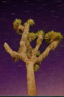 MK Nature Photography Purple Sky Wood Pannel available in Joshua Tree at JT Trading Post