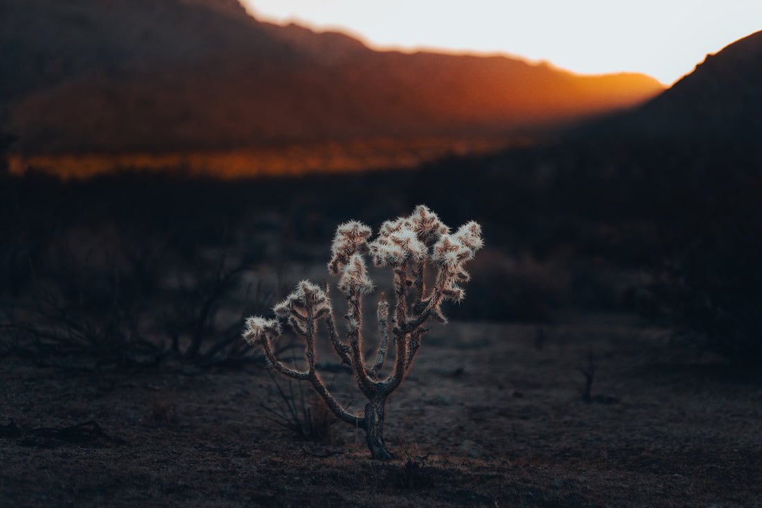MK Nature Photography Sacred Glow Wood Pannel available in Joshua Tree at JT Trading Post