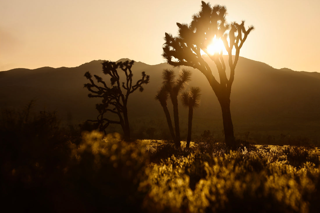 MK Nature Photography Spirit Of The Desert Wood Pannel available in Joshua Tree at JT Trading Post