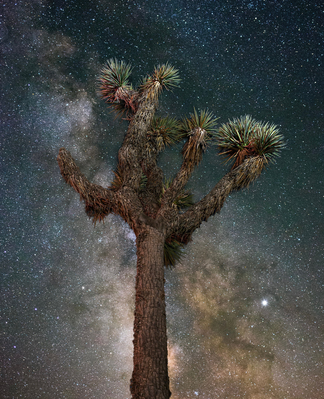 MK Nature Photography Starlit Sentinal Wood Pannel available in Joshua Tree at JT Trading Post