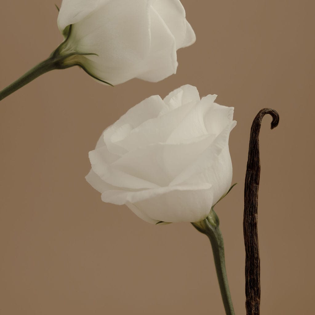 Orchid + Ash AURA Perfume available in Joshua Tree at JT Trading Post