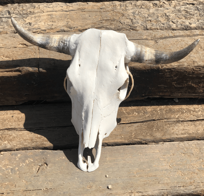 Roaming Travelers Authentic Bullhead | Cow Skull available in Joshua Tree at JT Trading Post