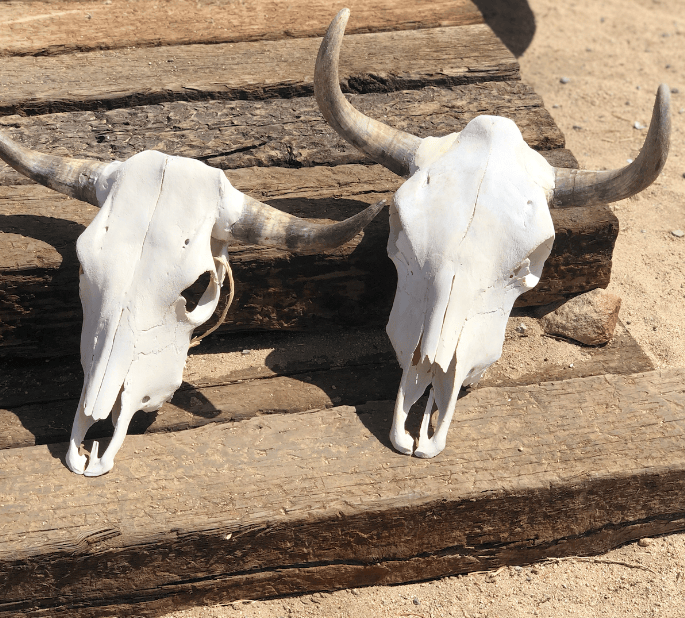 Roaming Travelers Authentic Bullhead | Cow Skull available in Joshua Tree at JT Trading Post