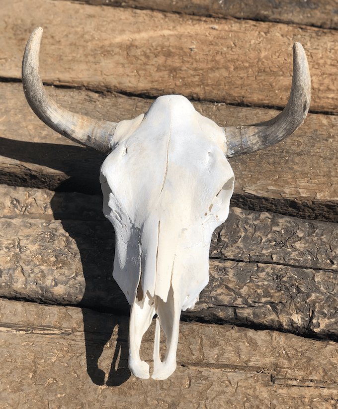 Roaming Travelers Authentic Bullhead | Cow Skull available in Joshua Tree at JT Trading Post