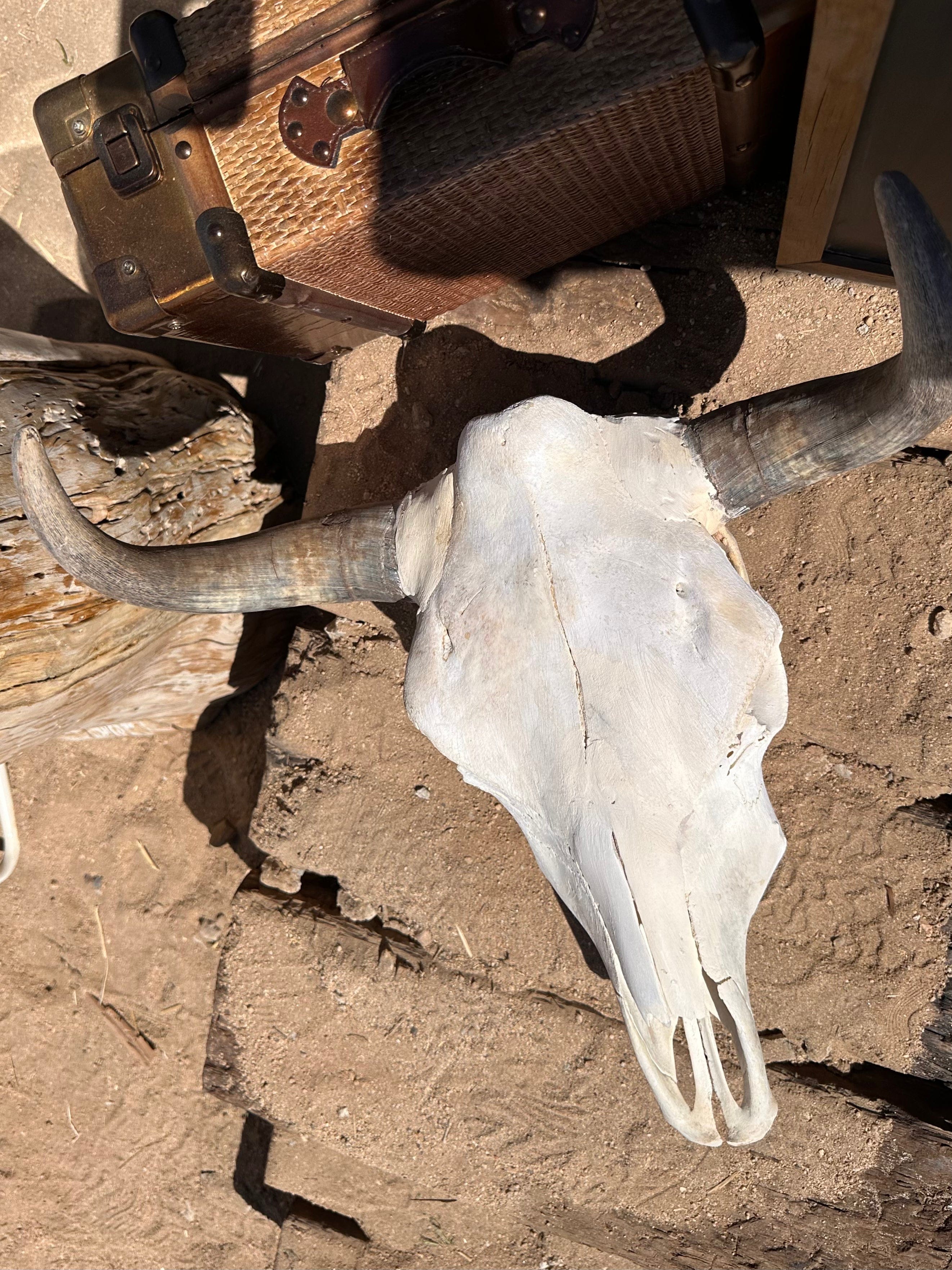 Roaming Travelers Authentic Bullhead | Cow Skull available in Joshua Tree at JT Trading Post
