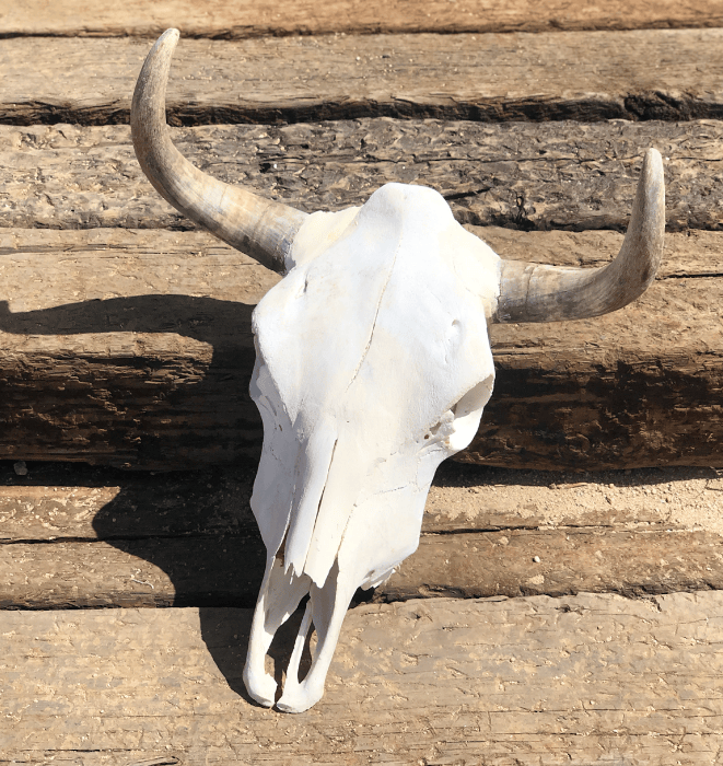 Roaming Travelers Authentic Bullhead | Cow Skull available in Joshua Tree at JT Trading Post
